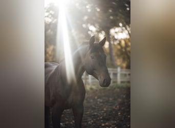 Hanoverian, Gelding, 8 years, 16,1 hh, Brown