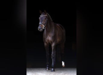 Hanoverian, Gelding, 8 years, 16,1 hh, Brown