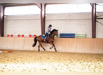 Hanoverian, Gelding, 8 years, 16.1 hh, Brown