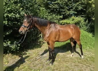 Hanoverian, Gelding, 8 years, 16.1 hh, Brown