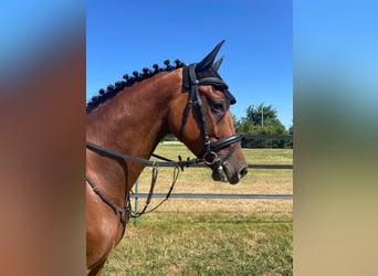 Hanoverian, Gelding, 8 years, 16.1 hh, Brown