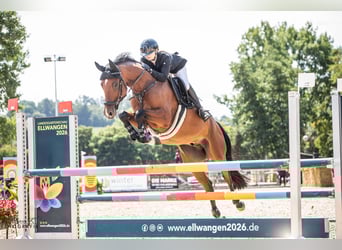 Hanoverian, Gelding, 8 years, 16.1 hh, Brown