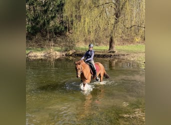 Hanoverian, Gelding, 8 years, 16,1 hh, Chestnut-Red