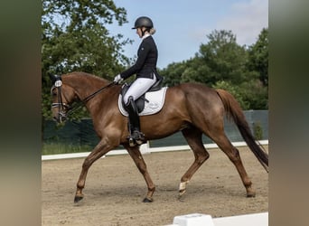 Hanoverian, Gelding, 8 years, 16,1 hh, Chestnut-Red