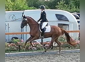 Hanoverian, Gelding, 8 years, 16,1 hh, Chestnut-Red