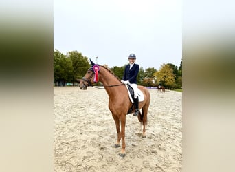 Hanoverian, Gelding, 8 years, 16.1 hh, Chestnut-Red