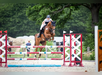 Hanoverian, Gelding, 8 years, 16.1 hh, Chestnut-Red