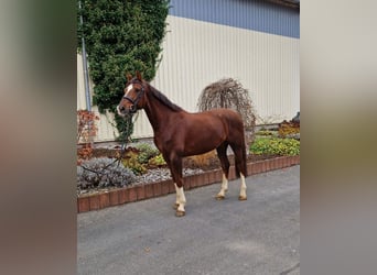 Hanoverian, Gelding, 8 years, 16,1 hh, Chestnut-Red