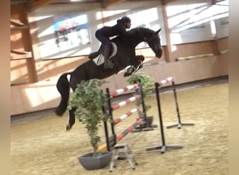 Hanoverian, Gelding, 8 years, 16,2 hh, Black