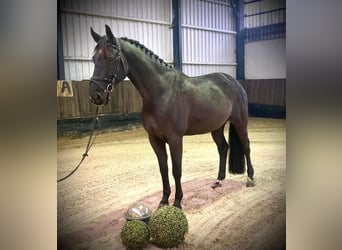 Hanoverian, Gelding, 8 years, 16,2 hh, Black