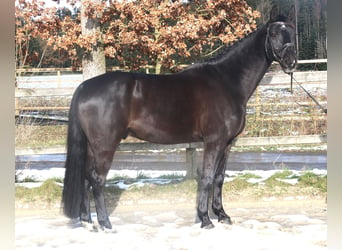 Hanoverian, Gelding, 8 years, 16,2 hh, Black