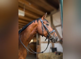 Hanoverian, Gelding, 8 years, 16.2 hh, Brown
