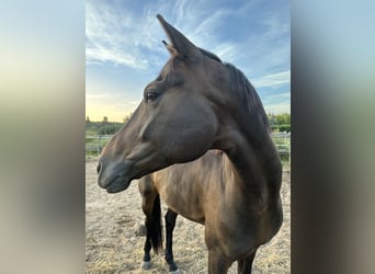 Hanoverian, Gelding, 8 years, 16,2 hh, Brown