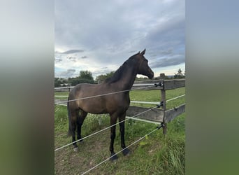 Hanoverian, Gelding, 8 years, 16,2 hh, Brown