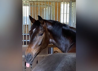 Hanoverian, Gelding, 8 years, 16,2 hh, Brown