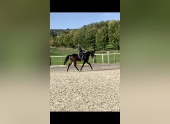 Hanoverian, Gelding, 8 years, 16,2 hh, Brown