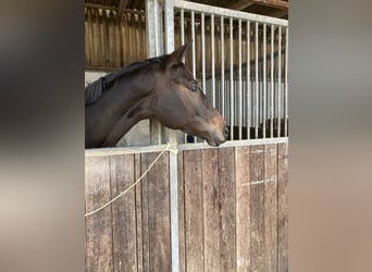 Hanoverian, Gelding, 8 years, 16,2 hh, Brown