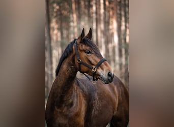Hanoverian, Gelding, 8 years, 16.2 hh, Brown
