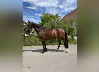 Hanoverian, Gelding, 8 years, 16.2 hh, Brown