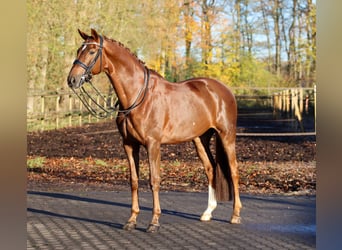 Hanoverian, Gelding, 8 years, 16.2 hh, Chestnut