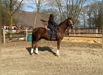 Hanoverian, Gelding, 8 years, 16,2 hh, Chestnut