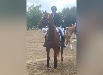Hanoverian, Gelding, 8 years, 16.2 hh, Chestnut-Red
