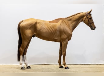 Hanoverian, Gelding, 8 years, 16.2 hh, Chestnut-Red