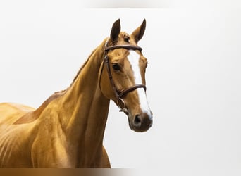 Hanoverian, Gelding, 8 years, 16.2 hh, Chestnut-Red