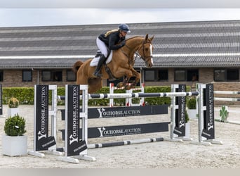 Hanoverian, Gelding, 8 years, 16.2 hh, Chestnut-Red