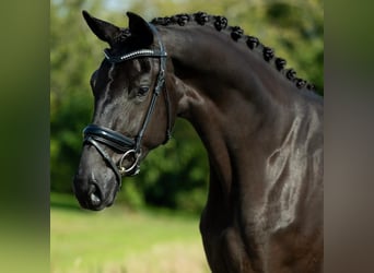 Hanoverian, Gelding, 8 years, 16.2 hh