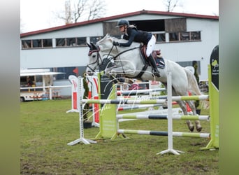 Hanoverian, Gelding, 8 years, 16.2 hh, Grey
