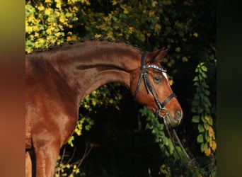 Hanoverian, Gelding, 8 years, 16,2 hh