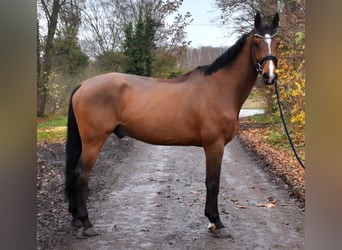 Hanoverian, Gelding, 8 years, 16,3 hh, Brown