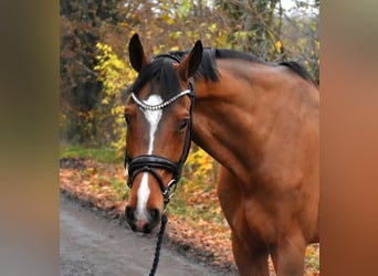 Hanoverian, Gelding, 8 years, 16,3 hh, Brown