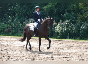 Hanoverian, Gelding, 8 years, 16,3 hh