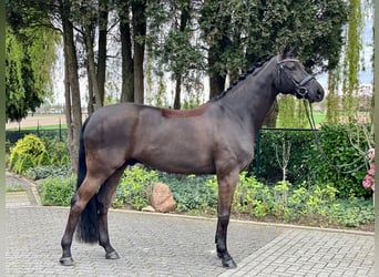 Hanoverian, Gelding, 8 years, 16,3 hh