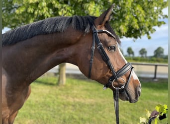 Hanoverian, Gelding, 8 years, 16 hh, Brown