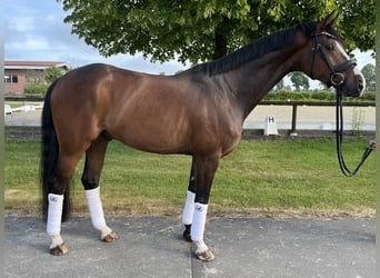 Hanoverian, Gelding, 8 years, 16 hh, Brown