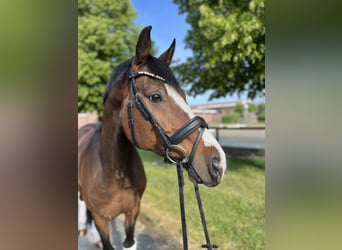 Hanoverian, Gelding, 8 years, 16 hh, Brown
