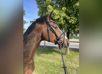 Hanoverian, Gelding, 8 years, 16 hh, Brown