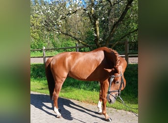 Hanoverian, Gelding, 8 years, 16 hh, Chestnut-Red