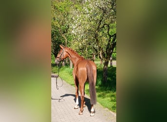 Hanoverian, Gelding, 8 years, 16 hh, Chestnut-Red