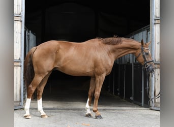 Hanoverian, Gelding, 8 years, 16 hh, Chestnut-Red