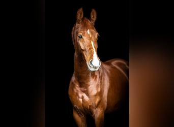 Hanoverian, Gelding, 8 years, 16 hh, Chestnut-Red