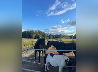 Hanoverian, Gelding, 8 years, 16,1 hh, Bay-Dark