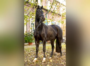 Hanoverian, Gelding, 8 years, 16,1 hh, Black