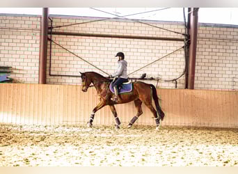Hanoverian, Gelding, 8 years, 16,1 hh, Brown