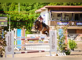 Hanoverian, Gelding, 8 years, 16,1 hh, Brown