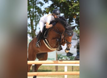 Hanoverian, Gelding, 8 years, 16,1 hh, Brown