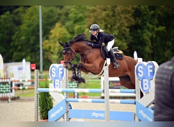 Hanoverian, Gelding, 8 years, 16,1 hh, Brown